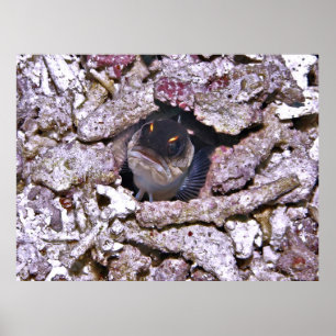 Angry Fish Poster