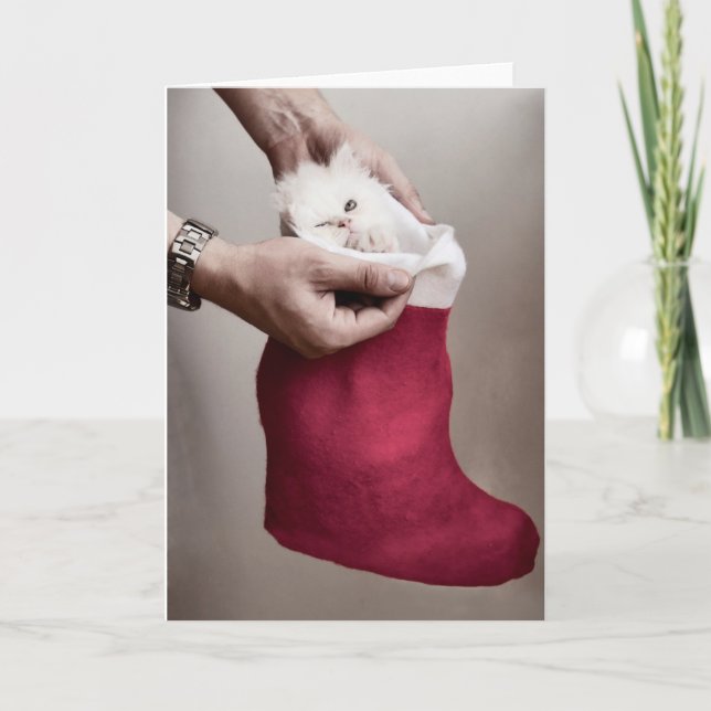 Angry kitten holiday card (Front)