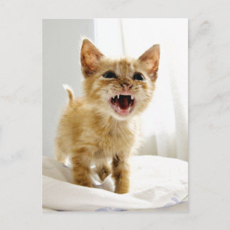 Angry Kitten Postcard
