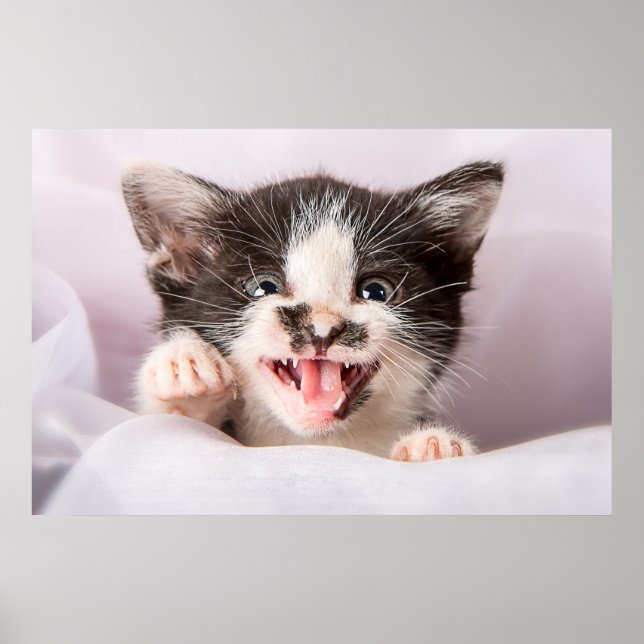 Angry Kitten Poster (Front)