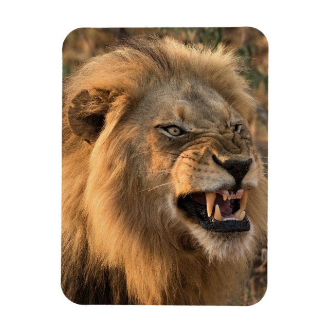 Angry LION Refrigerator Magnet YOUR Photo Template (Vertical)
