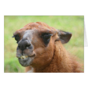 Angry Llama Face Farm Animal Card