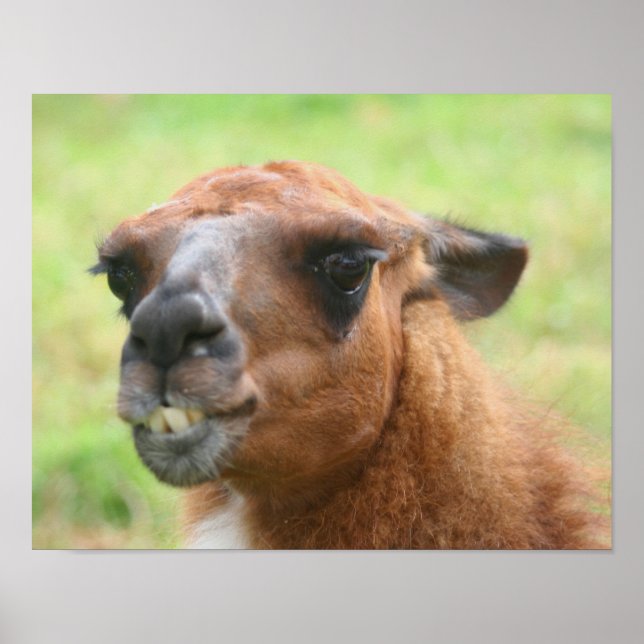 Angry Llama Farm Animal Poster (Front)