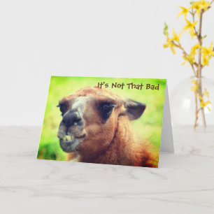 Angry Llama Humourous 40th Birthday   Card
