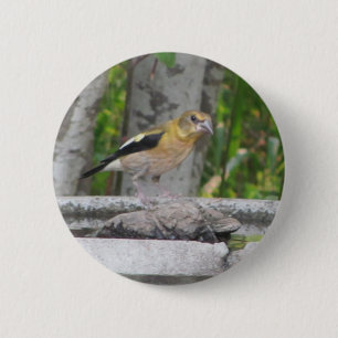 Angry Looking Bird 6 Cm Round Badge