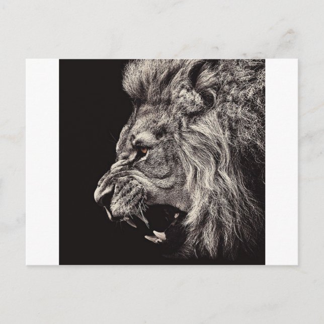 Angry Male Lion Postcard (Front)