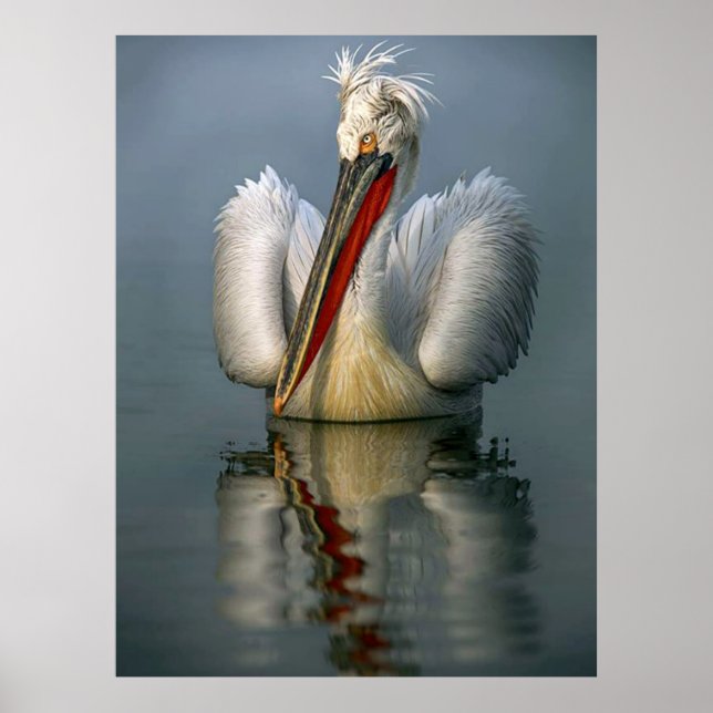 Angry Pelican L Poster (Front)