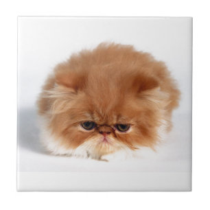 Angry Persian Puff Ball Kitten Tile