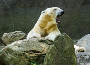 Angry Polar Bear Kitchen Dining Supplies Zazzle Co Uk