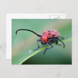 Angry Red Beetle Bug Nature Photography Postcard