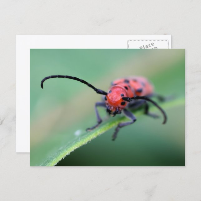 Angry Red Beetle Bug Nature Photography  Postcard (Front/Back)