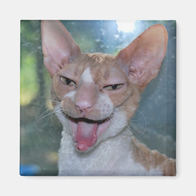 Angry Roo Magnet (Front)
