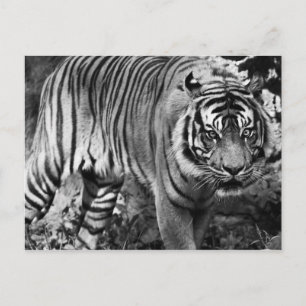 Angry Tiger Postcard