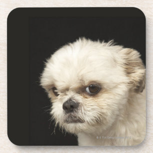 Angry white Shih Tzu with brown eyes Coaster