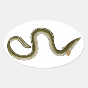 Anguilla anguilla oval sticker