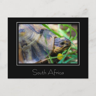 Angulate Tortoise South Africa Nature Postcard