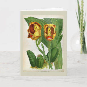 Anguloa Ruckerii Sanguine Lindenia Orchid Card