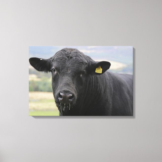 Angus black beef bull canvas print (Front)