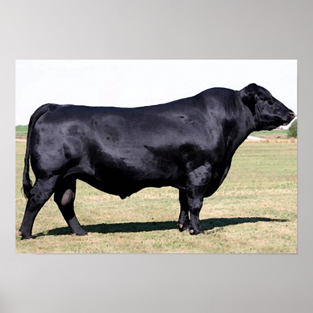 Angus Bull Portrait Poster Print (Front)