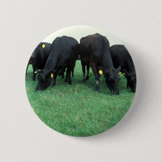 Angus cattle 6 cm round badge