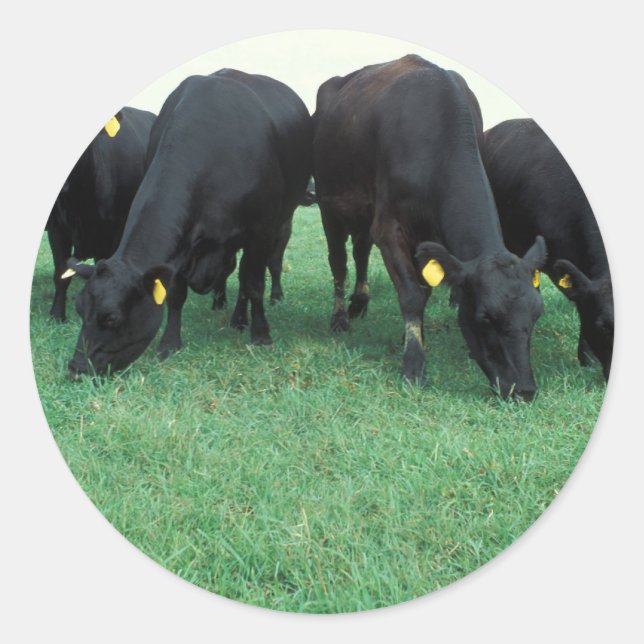 Angus cattle classic round sticker (Front)