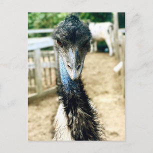 Angy Emu Postcard