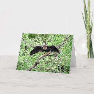 Anhinga (0071) Greeting Card