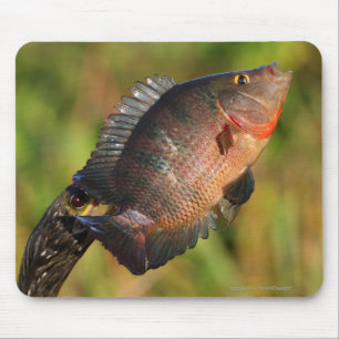 Anhinga and Fish Mouse Mat
