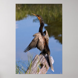 Anhinga at the Pond Poster
