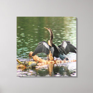 Anhinga Bird Canvas Print