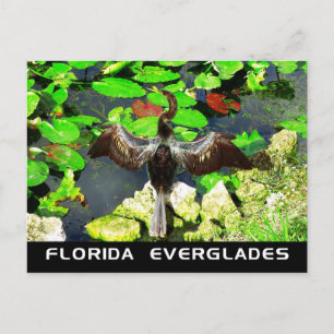 Anhinga bird, Everglades National Park, FL Postcard