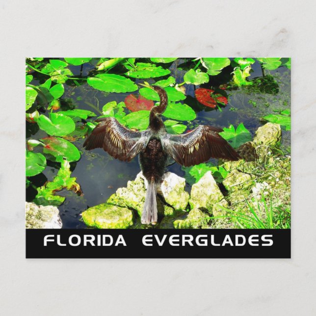 Anhinga bird, Everglades National Park, FL Postcard (Front)