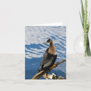 Anhinga Bird Photo Blank Folded Note Card