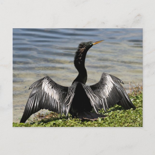 Anhinga Bird Postcard (Front)