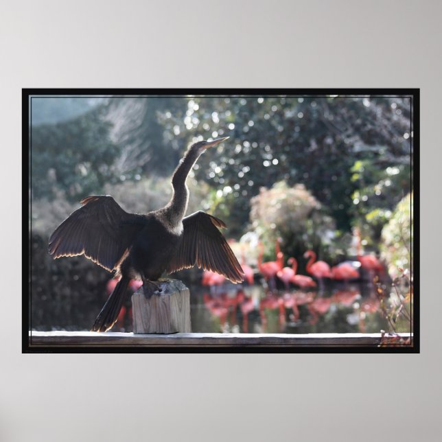 Anhinga Drying Poster -60x40 -other sizes also (Front)