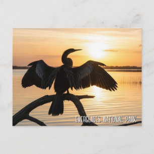 Anhinga Everglades National Park Postcard