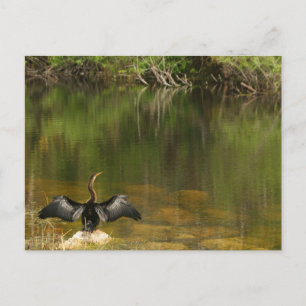 Anhinga in the Everglades - Business Card