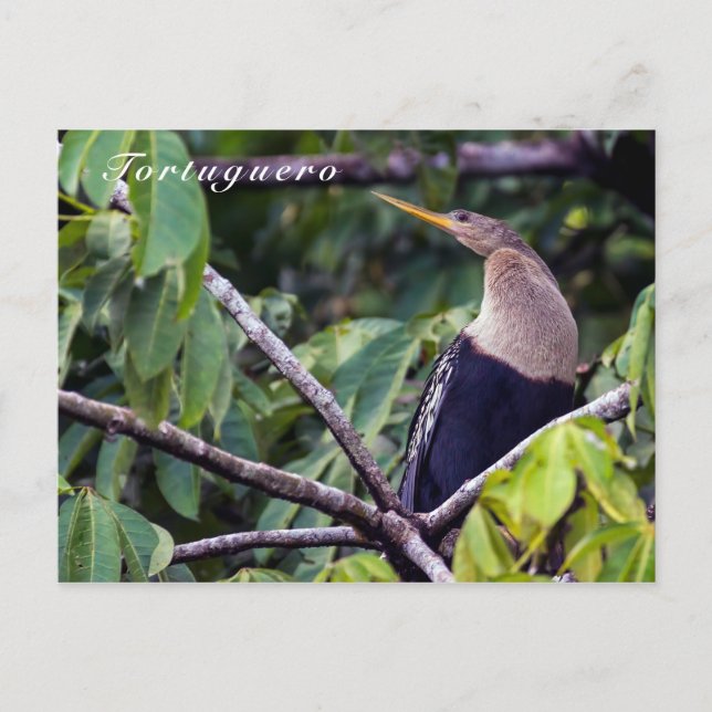 Anhinga in Tortuguero National Park - Costa Rica Postcard (Front)