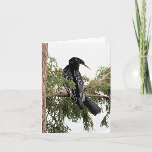 Anhinga Photo Folded Note Card (Front)