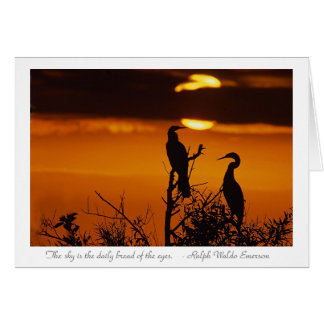 Anhingas at Sunrise