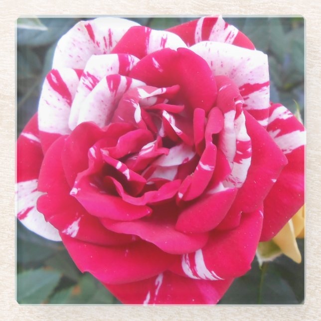 Anicia Glass Coaster (Front)