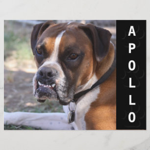 Animal Actors Comp Card Headshot