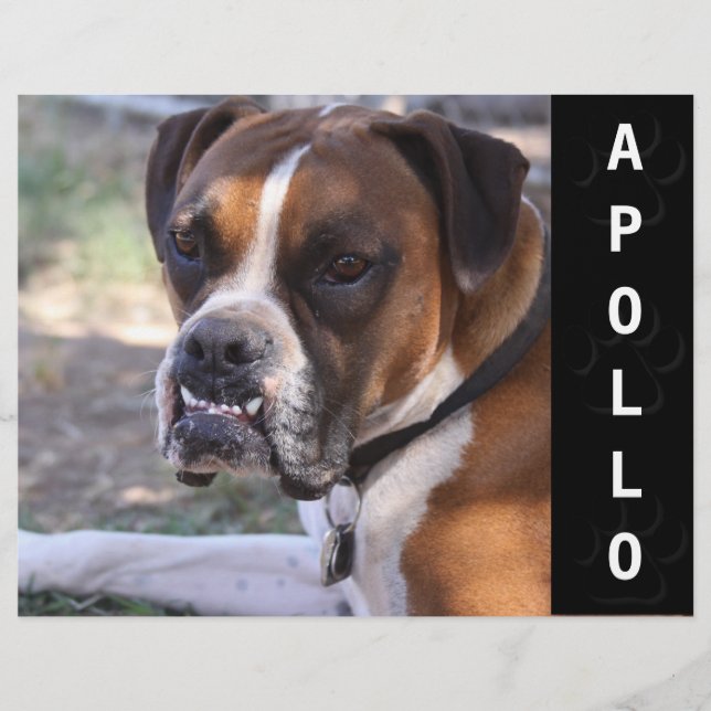 Animal Actors Comp Card Headshot (Front)