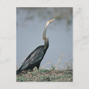Animal-Anhinga Postcard