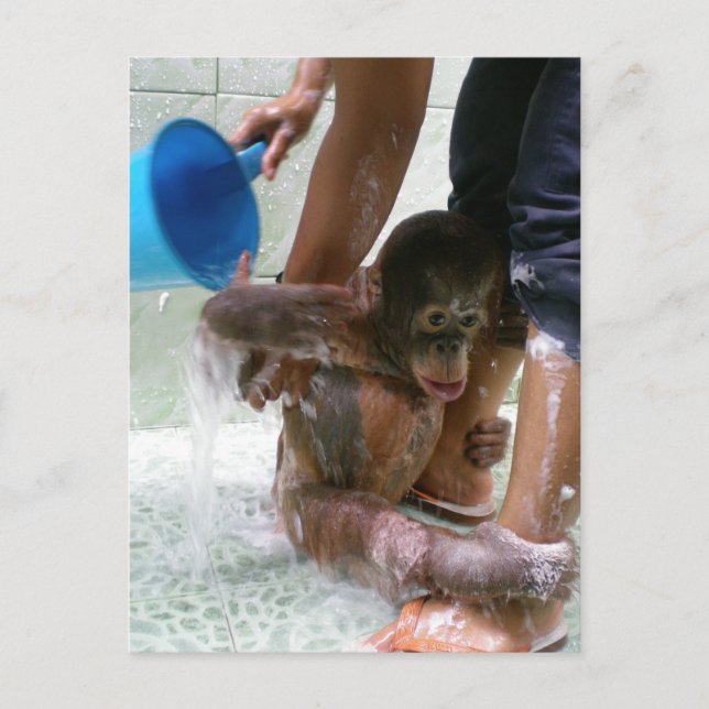 Animal Baby Bath Day Postcard (Front)