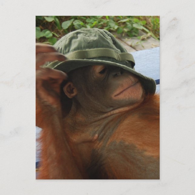 Animal Baby Nap Time Postcard (Front)