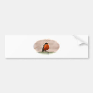 Animal Bird American Robin Bumper Sticker