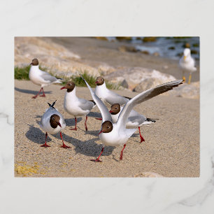 Animal bird Black-headed Gulls on beach Foil Holiday Postcard