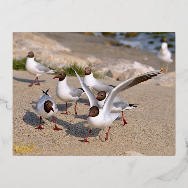 Animal bird Black-headed Gulls on beach Foil Holiday Postcard (Front)