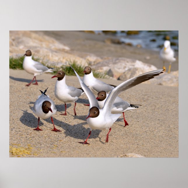Animal bird Black-headed Gulls on beach Poster (Front)